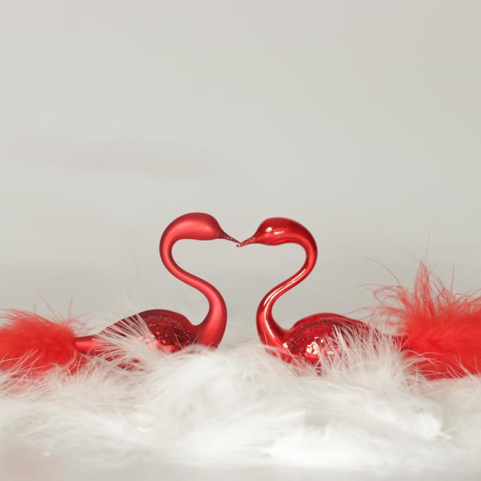 Pár červených labutí